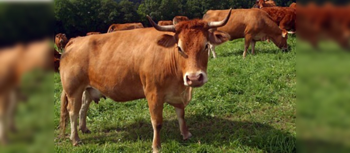 EBKnın ithal kurbanlıkları Tekirdağda