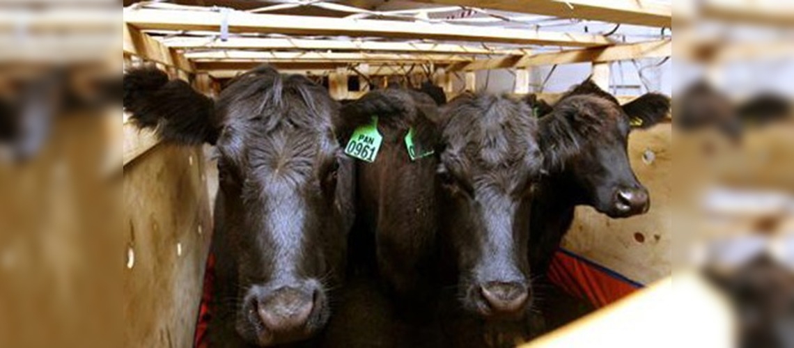 İthal kurbanlıklarda seç, beğen, al yöntemi