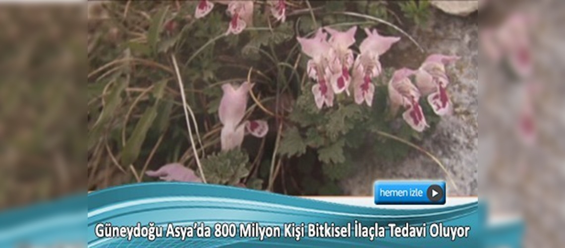 Avrupa bitkisel tıbba yöneliyor