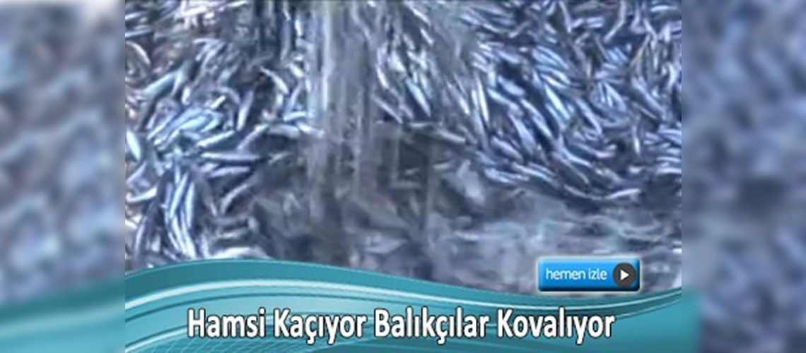 Hamsi denizlerimizi terk ediyor