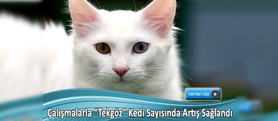 Van kedisinin nesli tehlikeden kurtuluyor