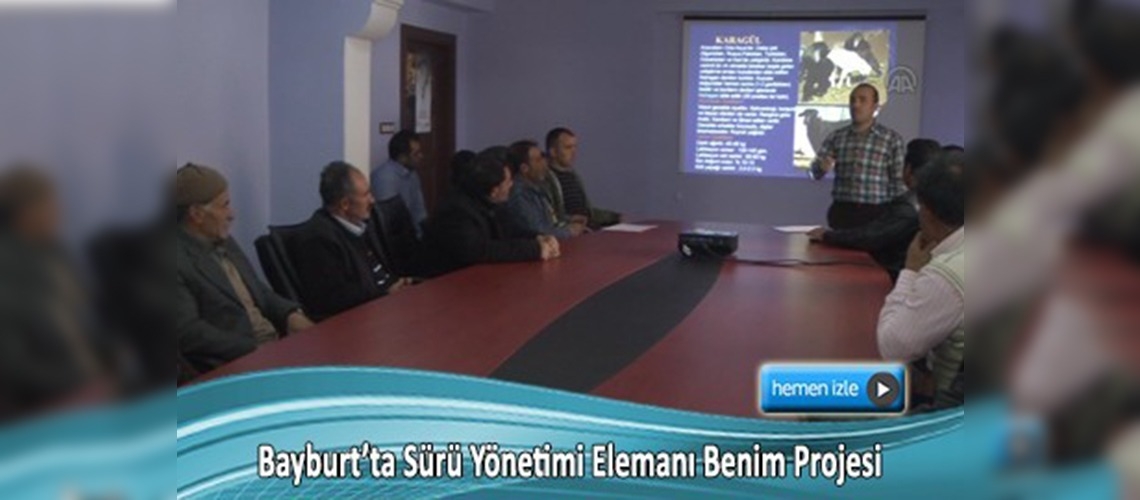 Koyunlar, sertifikalı çobanlara emanet