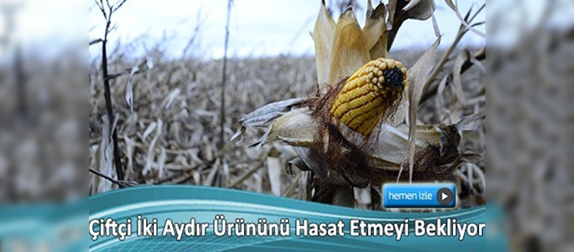 Aşırı yağışlar nedeniyle mısır hasadı yapılamıyor 