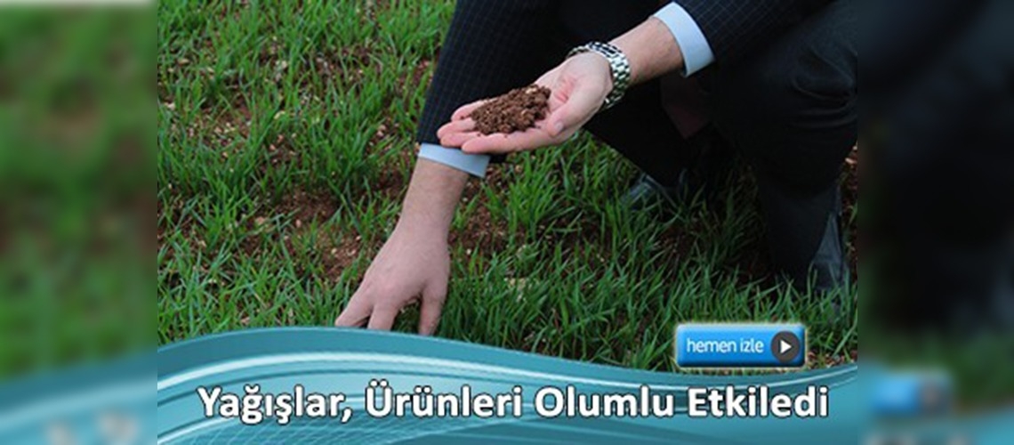 Sonbahar yağışları hububat çiftçisini sevindirdi