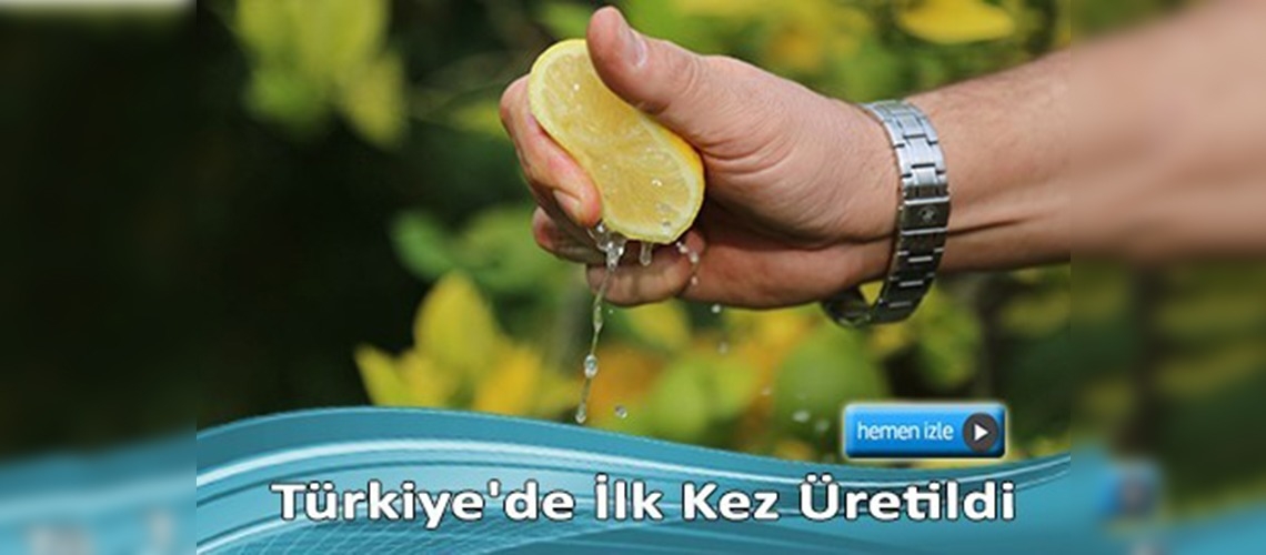 Çekirdeksiz limon ABD ve Güney Afrika yolunda