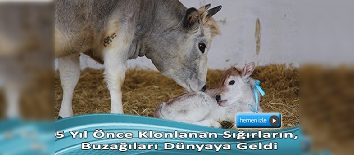 Sığır klonlamada başarı sağlandı