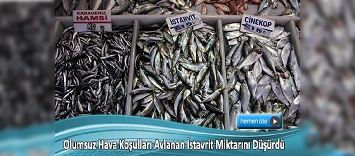 Denizin kuru fasulyesi balıkçıları üzdü