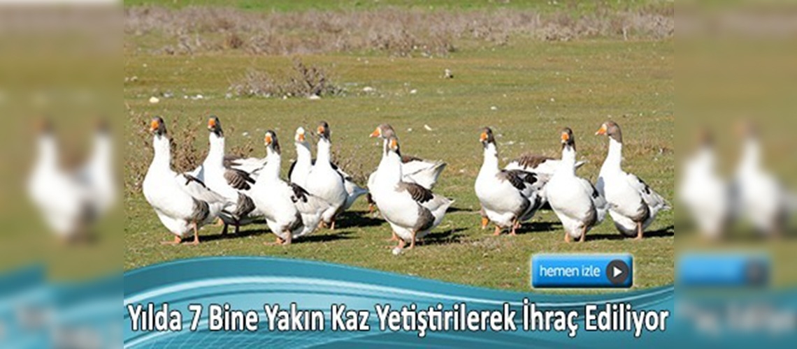 Ege'nin en lezzetli kazları Uşak'ta