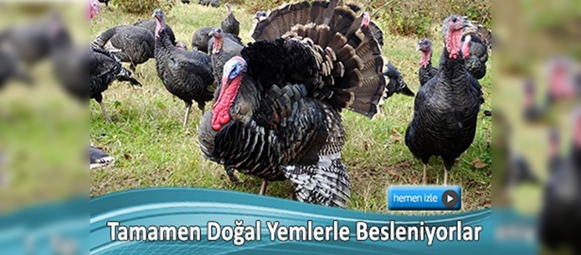 'Kandıra hindisi' yok satıyor