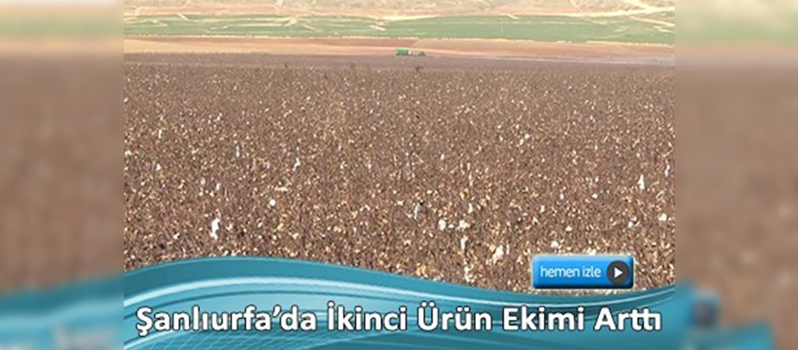 GAP çiftçisi ikinci ürünü sevdi