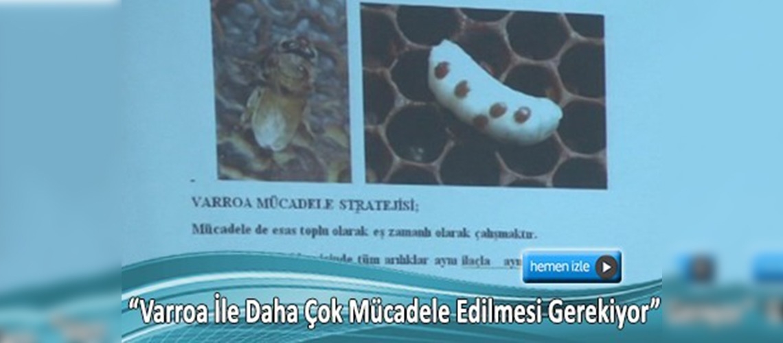 Arılarda görülen 'varroa' bal üretimini düşürüyor
