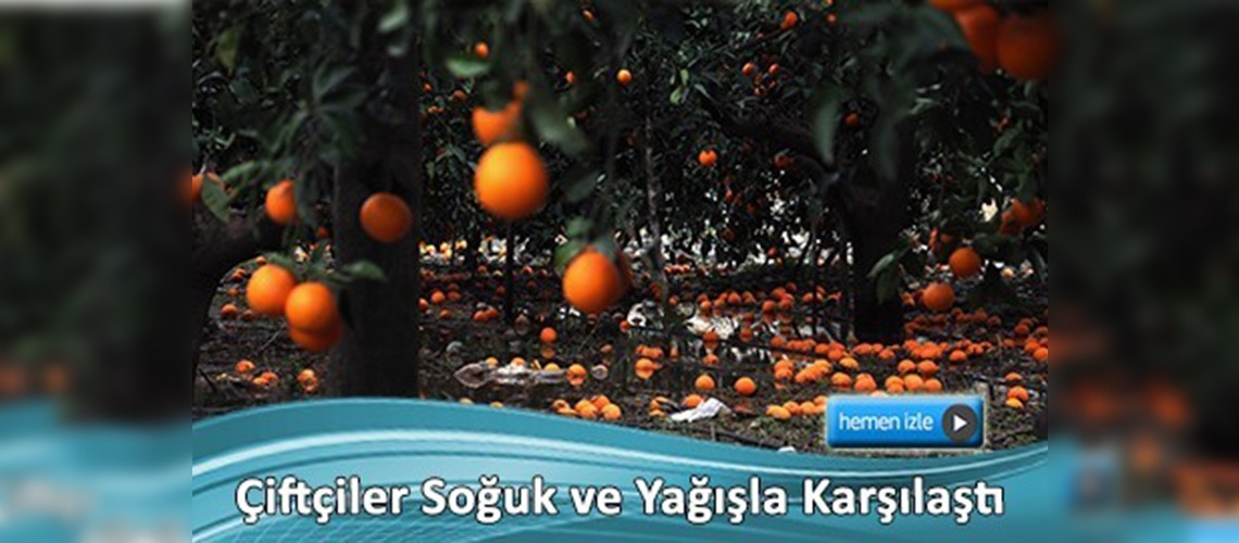 Hava koşulları narenciye üreticisini üzdü