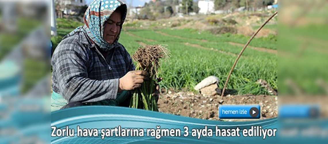 Yeşil soğanın sofralara yolculuğu