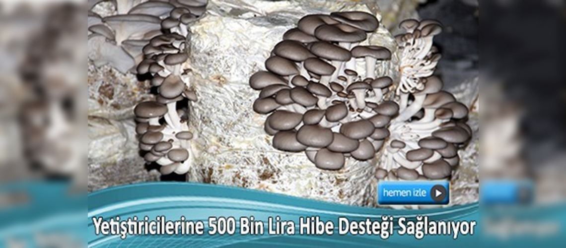 Bodrum katında kültür mantarı yetiştirdi