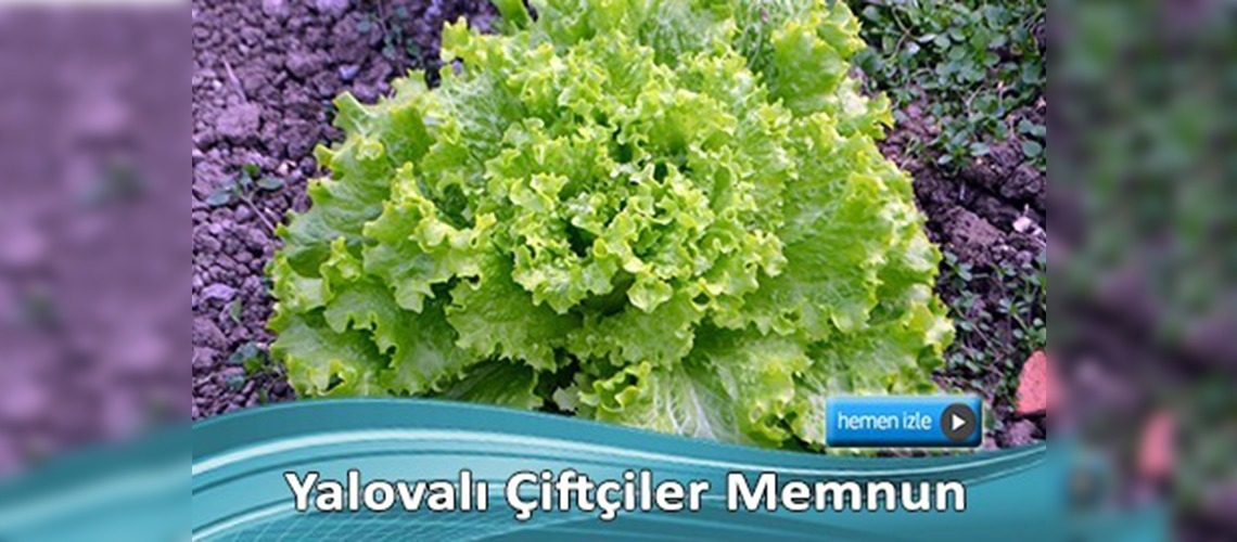 Çiftçinin yüzünü kıvırcık marul güldürdü