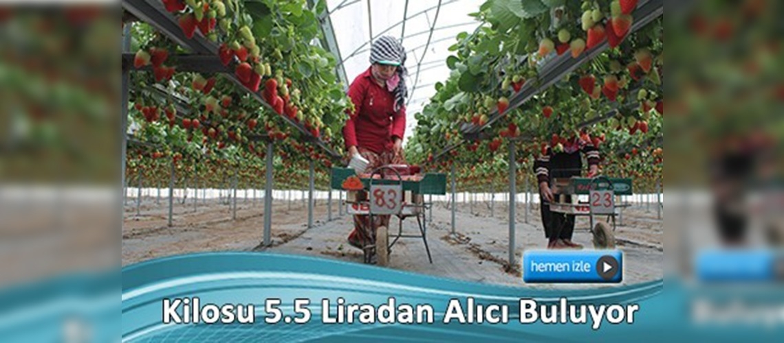 'Topraksız çilek' üreticinin yüzünü güldürüyor