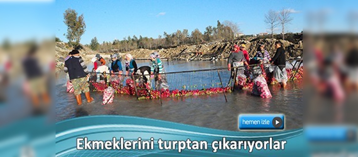 Ekmeklerini turptan çıkarıyorlar