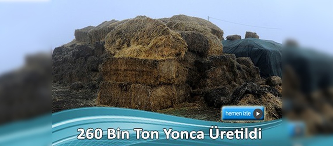 Aksaray yoncasına talep artıyor