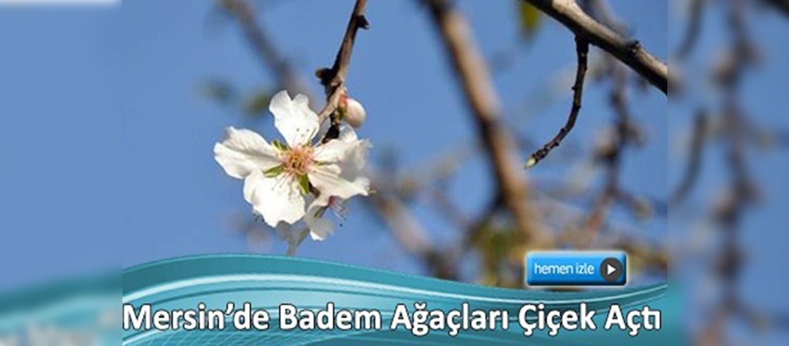 Güneşli günler ağaçları yalancı baharla kandırdı
