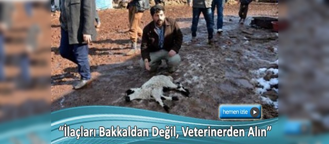 Yanlış ilaç kullanımı 120 koyunu telef etti 