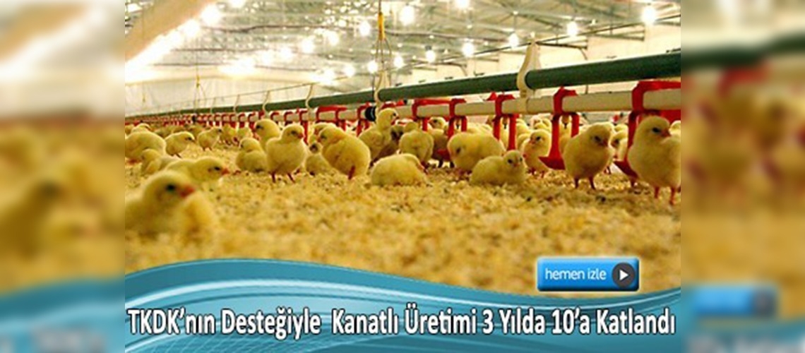 Elazığ'da tavuk üretimi kanatlandı 