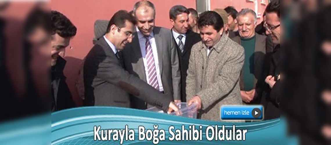 Erzurum'daki besicilere damızlık boğa dağıtıldı