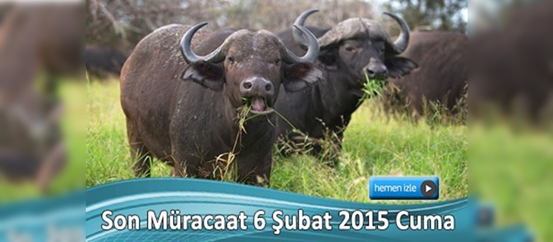 Bolu'da 2014 yılı anaç manda desteklemesi askı listeleri yayınlandı