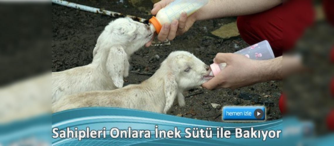 Annesiz kalan oğlaklar biberonla besleniyor