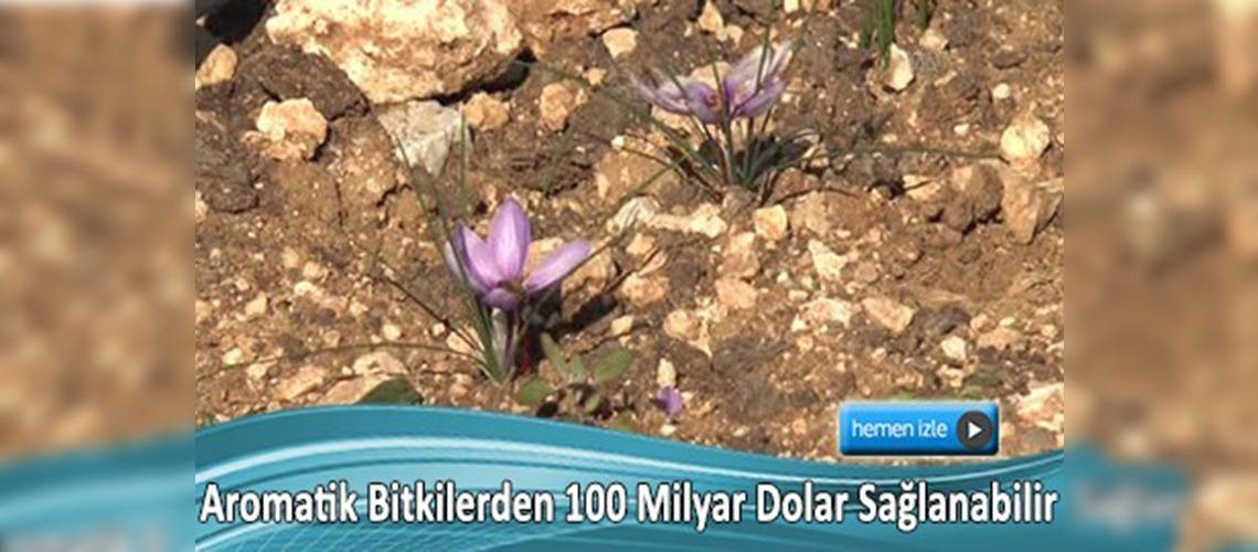 Türkiye'de 12 bin bitki çeşidi bulunuyor