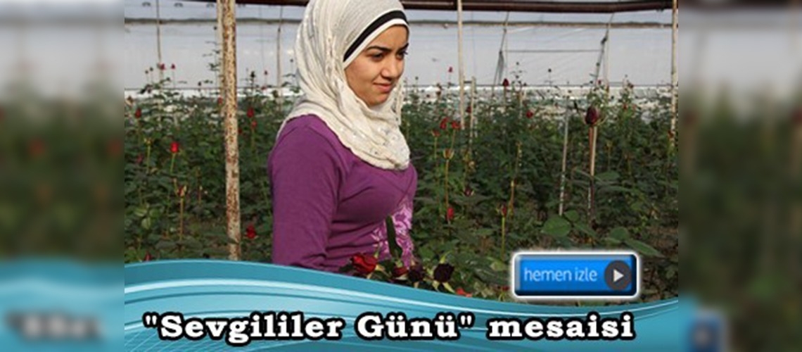 Gül üreticilerinin ''Sevgililer Günü'' mesaisi 