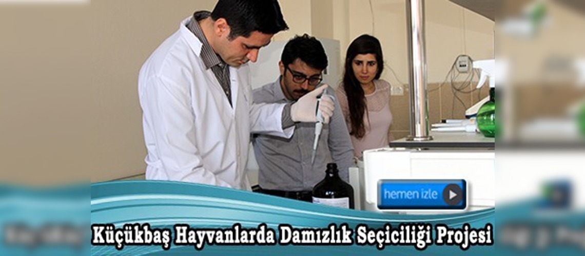 Damızlıklar doğarken belli olacak