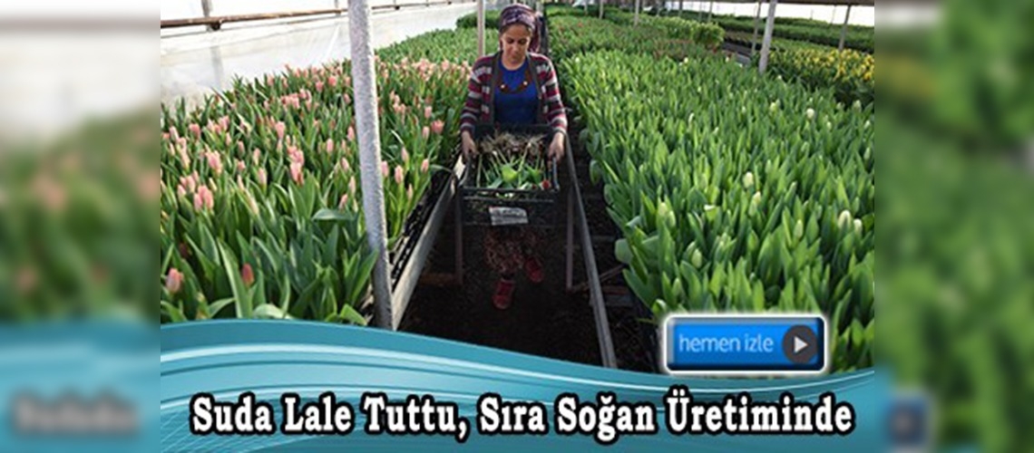 Sektör temsilcileri, ithal ettikleri soğanları da kendileri üretmek istiyor