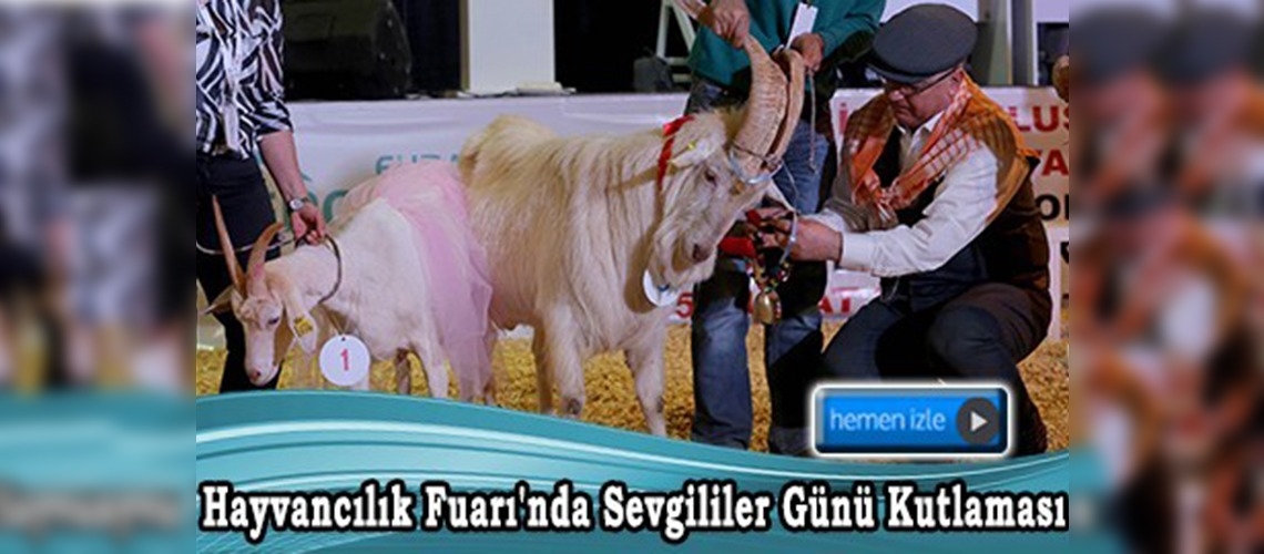 İzmir'de 10. Tarım ve Hayvancılık Fuarı'nda gelin ve damat hayvanlar seçildi