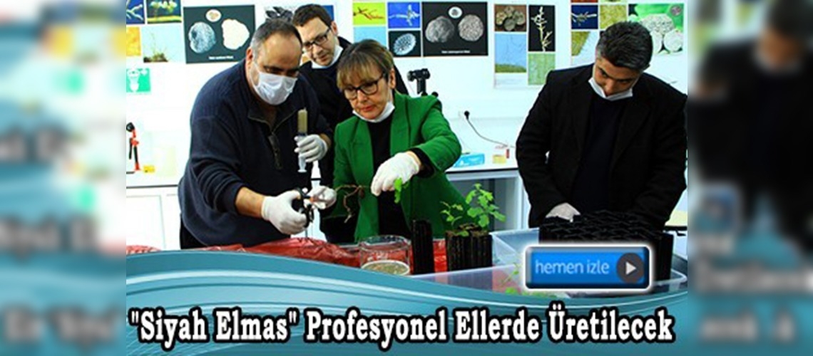 Trüf bahçelerinin çok büyük gelir kapısı olması bekleniyor