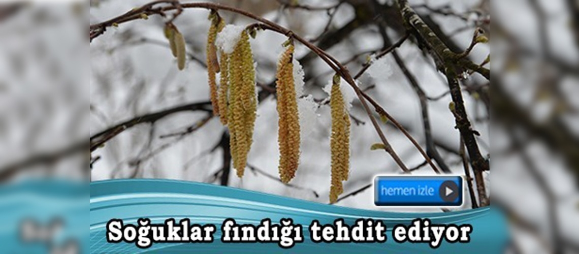 Fındıkta ''don'' endişesi