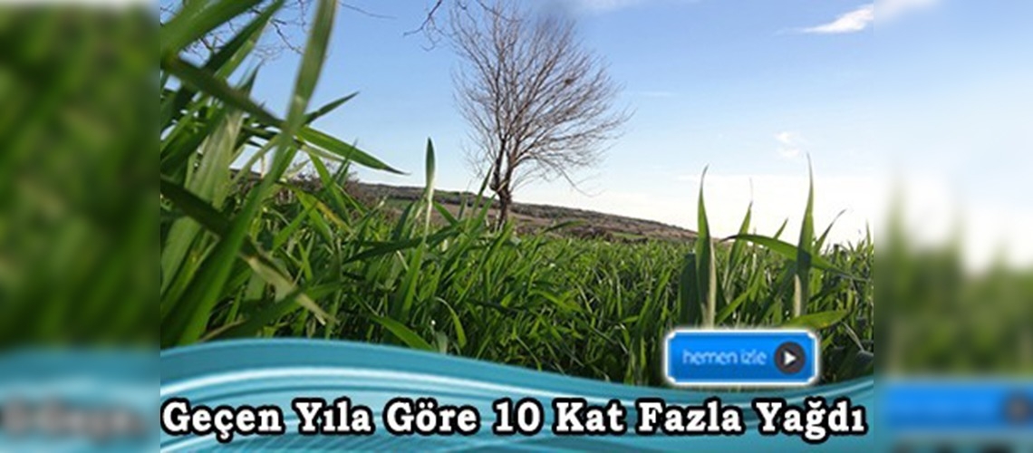 Yağmur Çukurova'ya bereket getirdi 