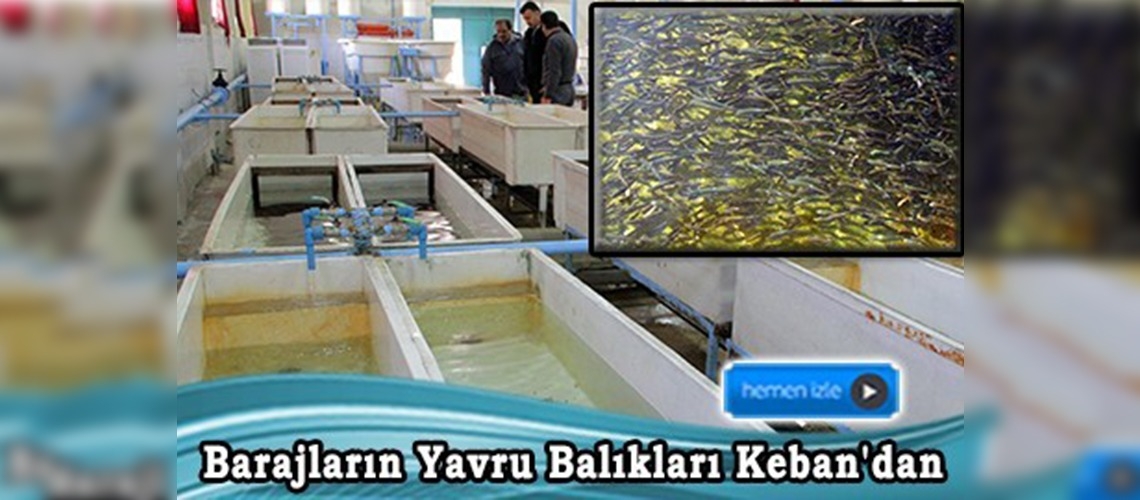 2014 Yılında 5 milyon 850 bin yavru balık gölete salıverildi