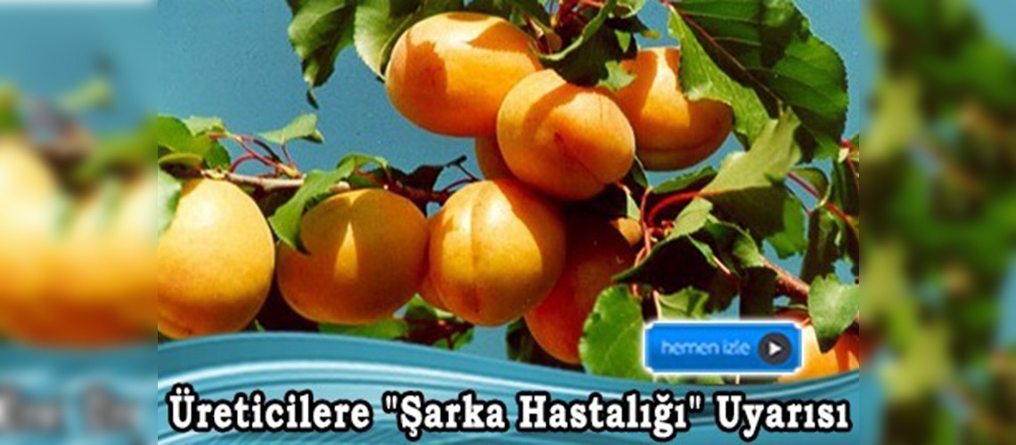 Kayısı Üreticileri Dikkat 