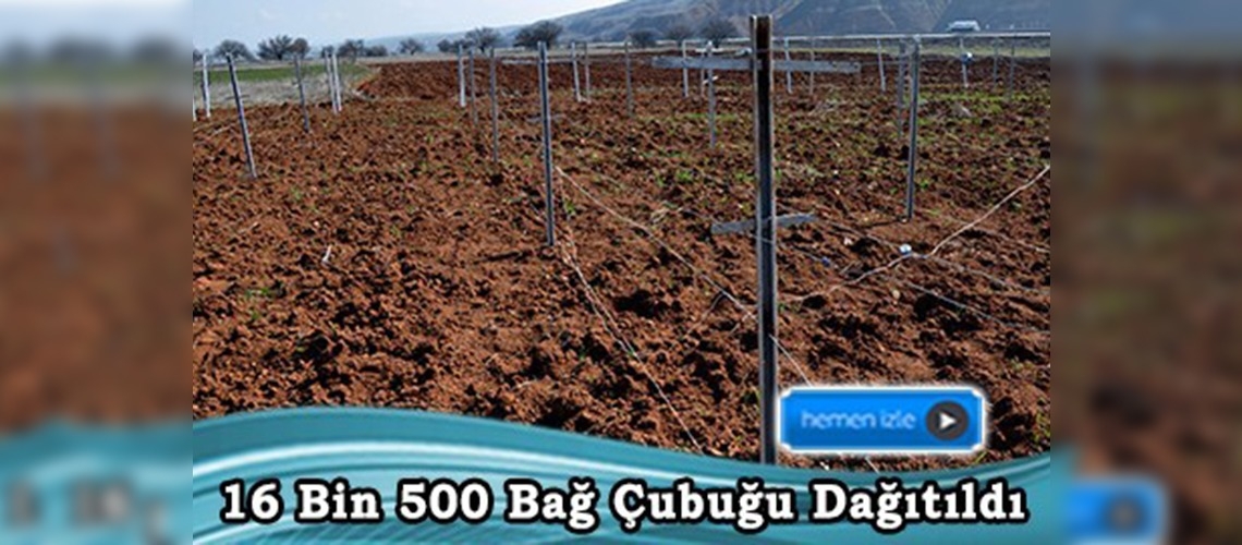 Hasandede üzümünün üretimi yaygınlaştırılacak 