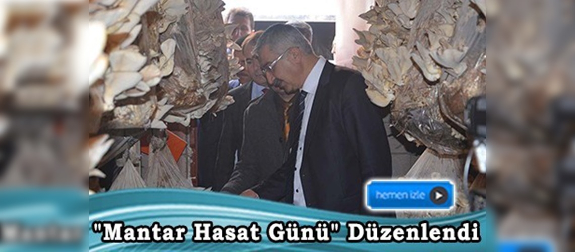 Niğde'de İstiridye mantarı üretimi