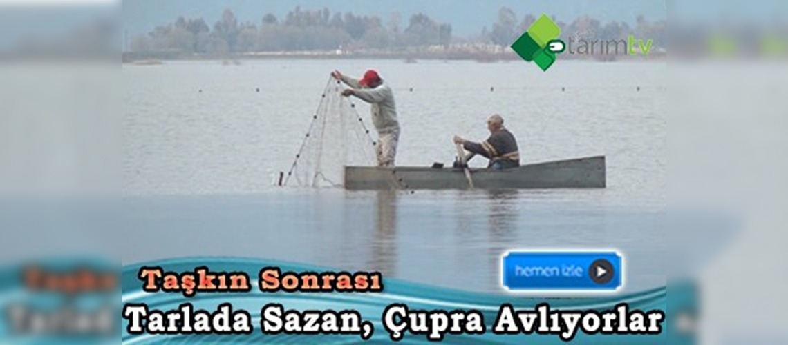 Pamuk ektikleri tarladan taşkın sonrası balık topluyorlar 