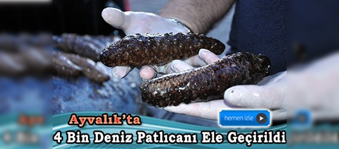 Ayvalık'ta deniz patlıcanı operasyonu