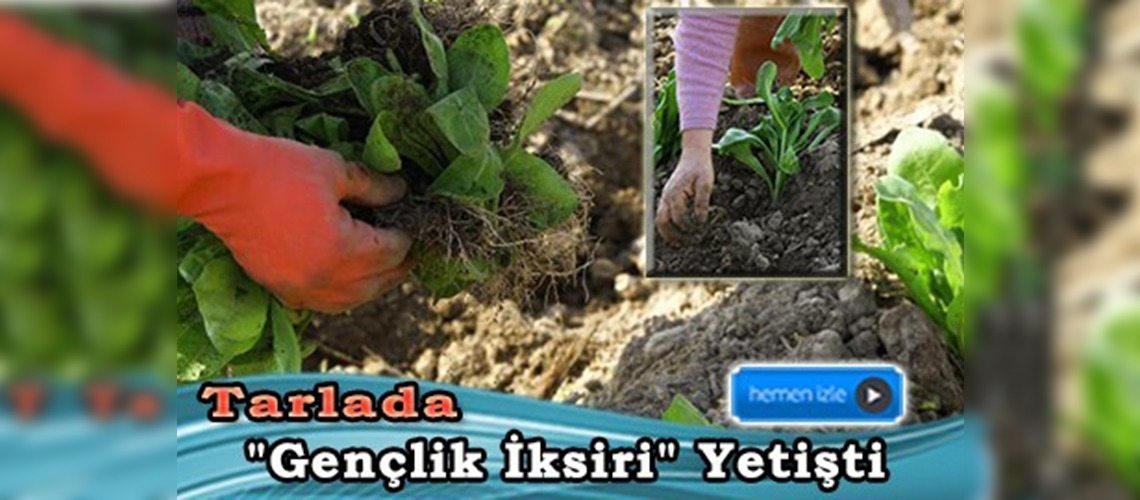 Gıda Takviyesi, Kozmetik ve Geleneksel Tıbbi Ürün Olarak Kullanılabilecek