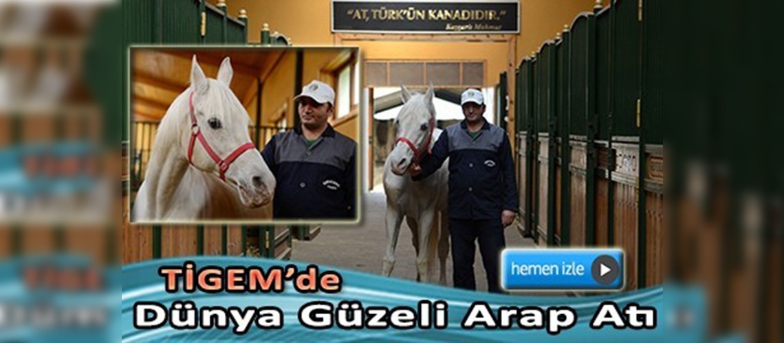 Dünya Yüz Güzeli Arap Atı