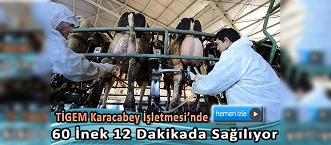 Yılda 9 bin ton süt elde ediliyor