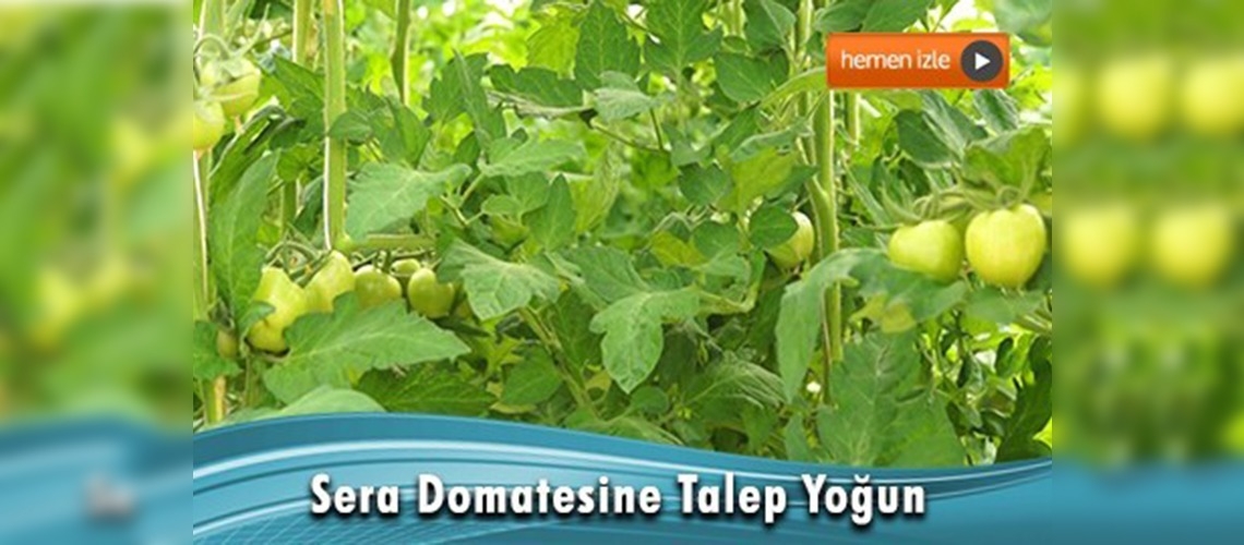 Yozgat Sorgun'da jeotermal bereketi