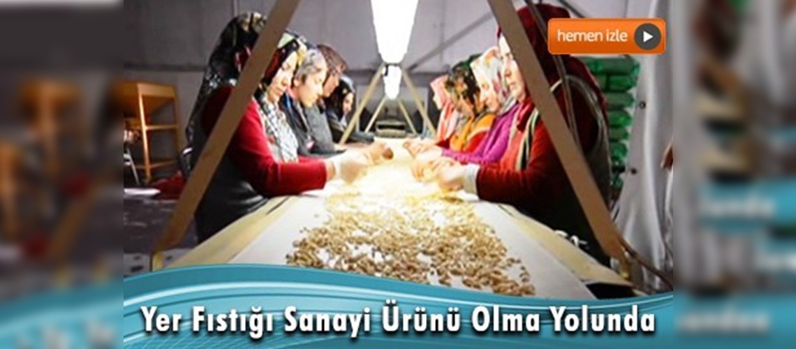 Yer fıstığının sanayi ürünlerindeki payı artırılacak