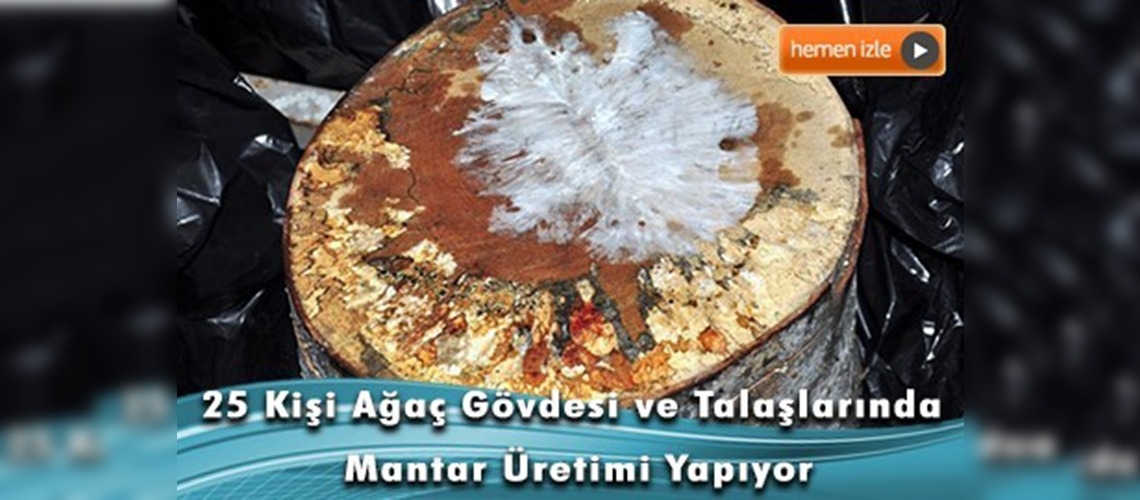 Mantar yetiştiriciliği kursu Lapseki'de istihdam yarattı