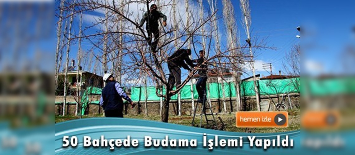 Erciş'te meyve budama ve aşılama dönemi başladı