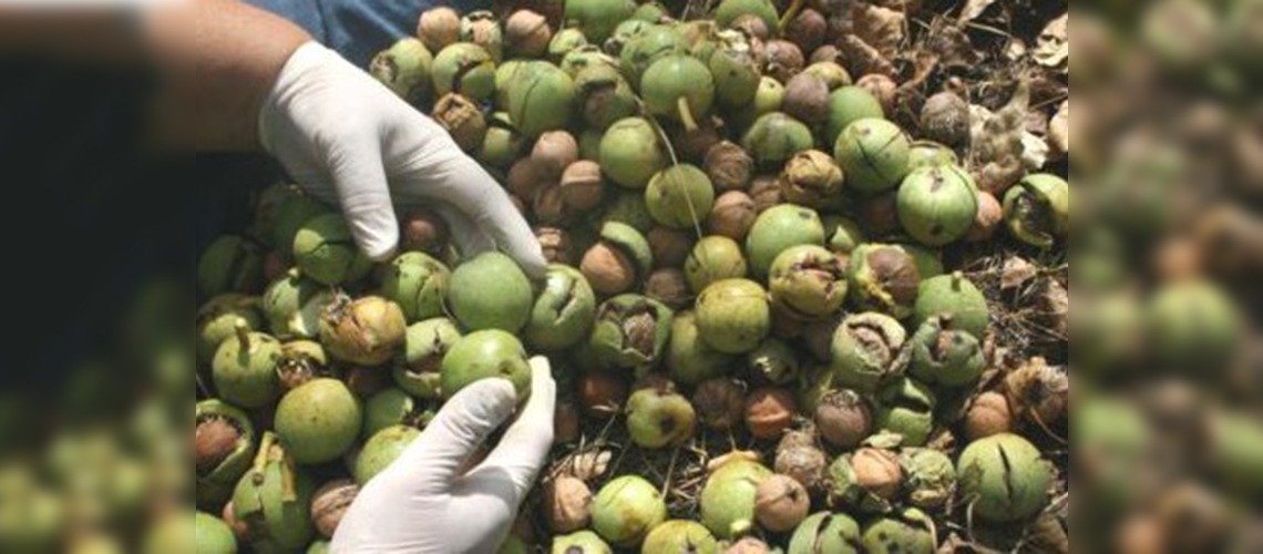 Anadoluda hasat zamanı